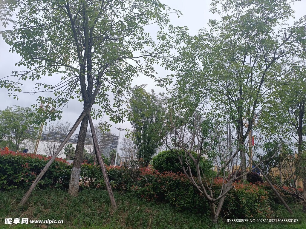 园林树木支撑场景