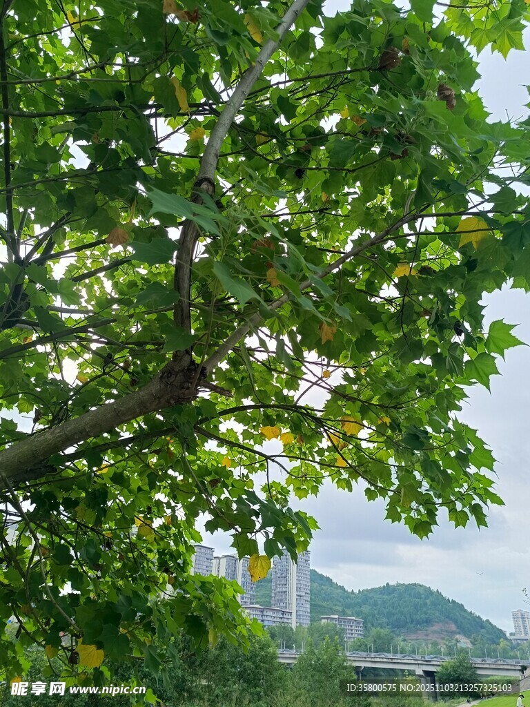 绿叶繁茂间的远山景致