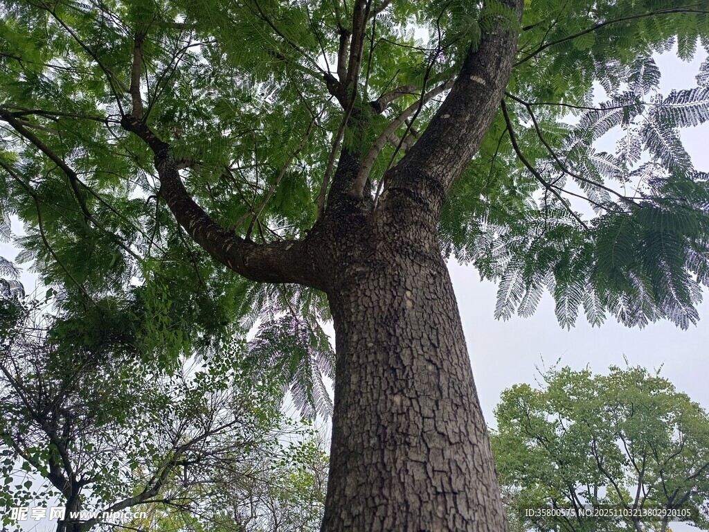 高大挺拔的繁茂大树