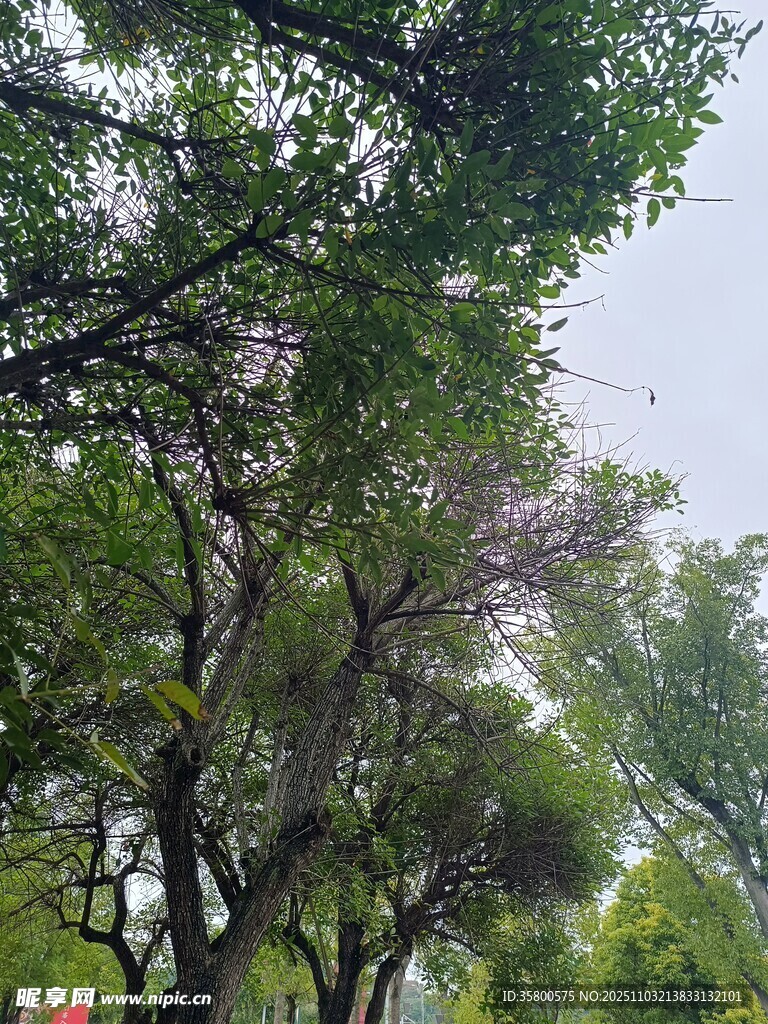 繁茂绿树间的朦胧景致