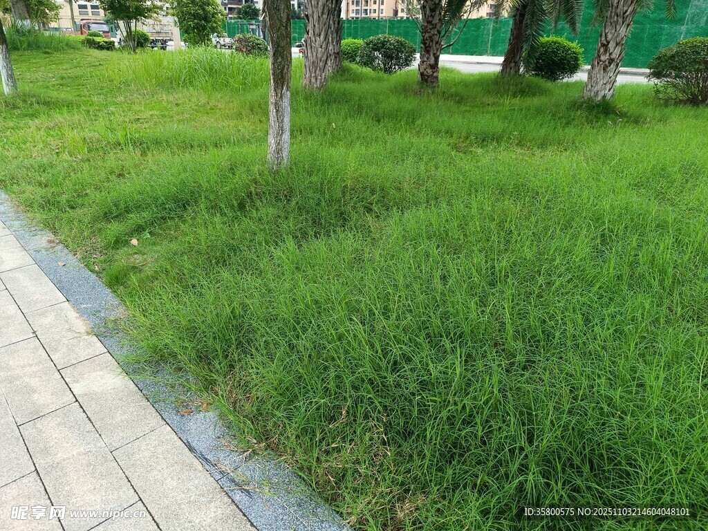 路边翠绿草地风景