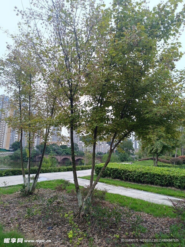 公园内葱郁树木与小径景色