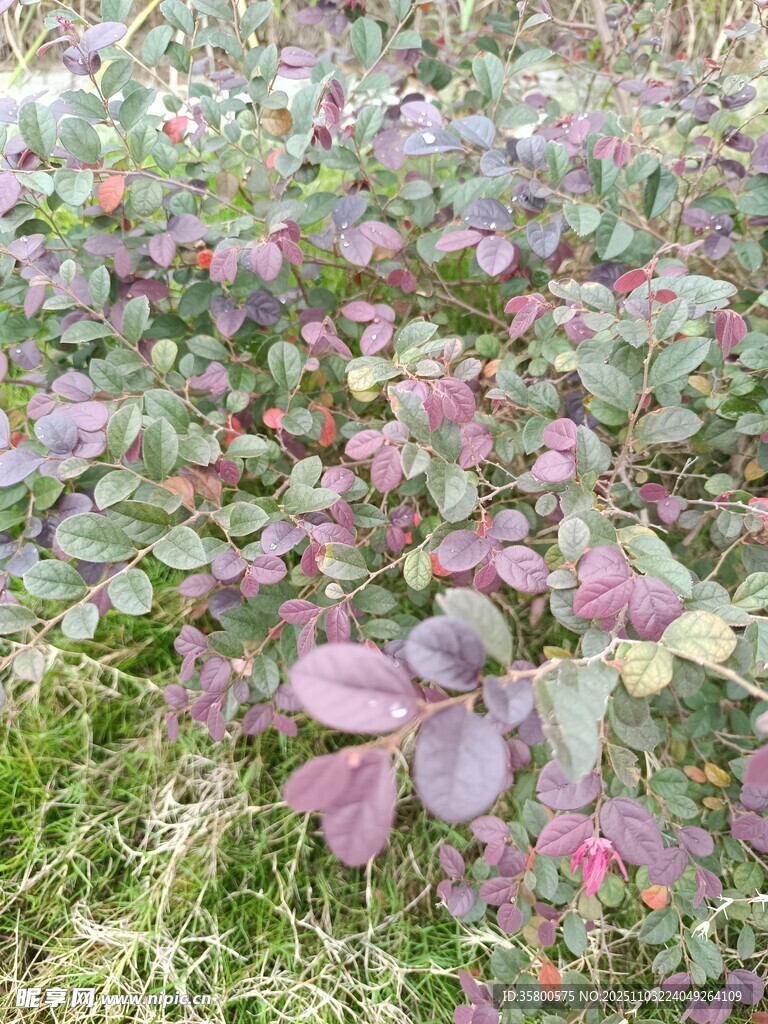 多彩叶片植物景观