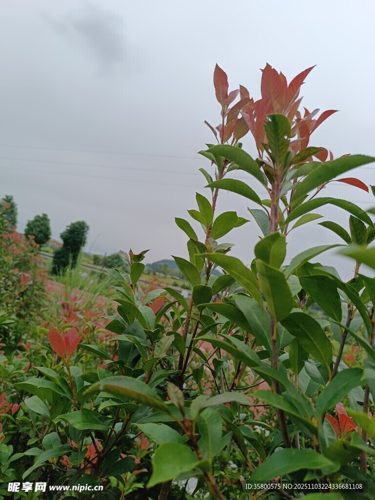 绿叶间的艳红花卉