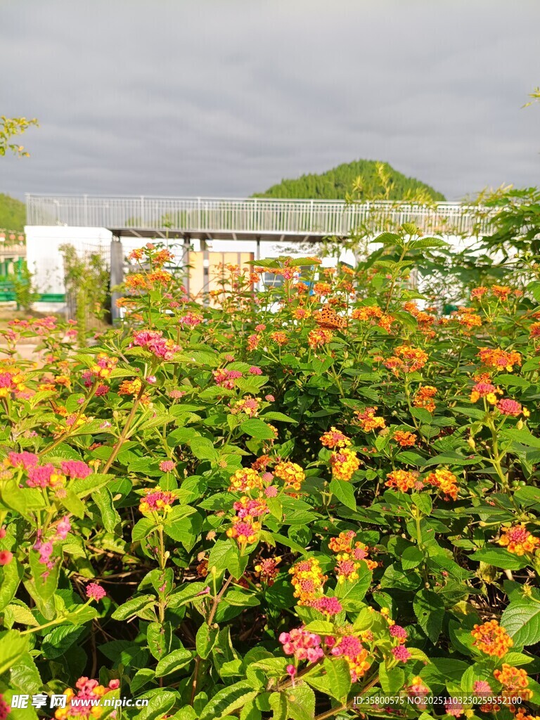 绚烂花丛中的多彩景致