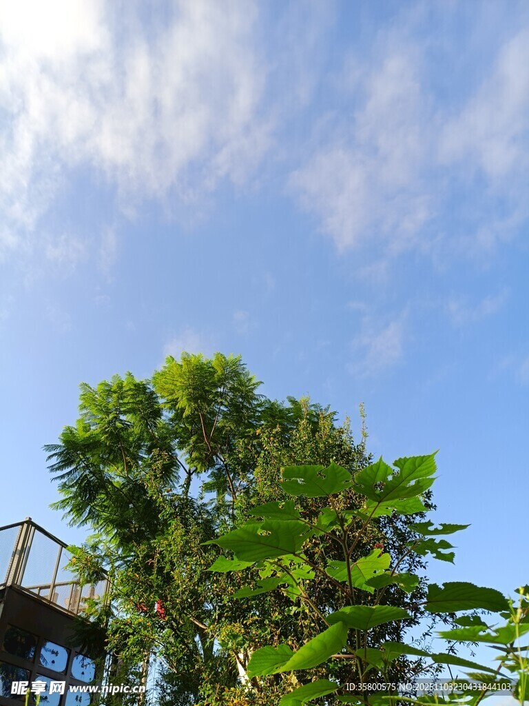 蓝天绿树间的清新景致