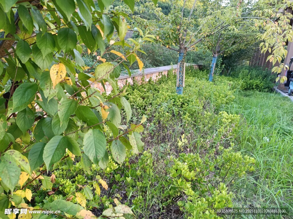 绿意盎然的户外花园景象