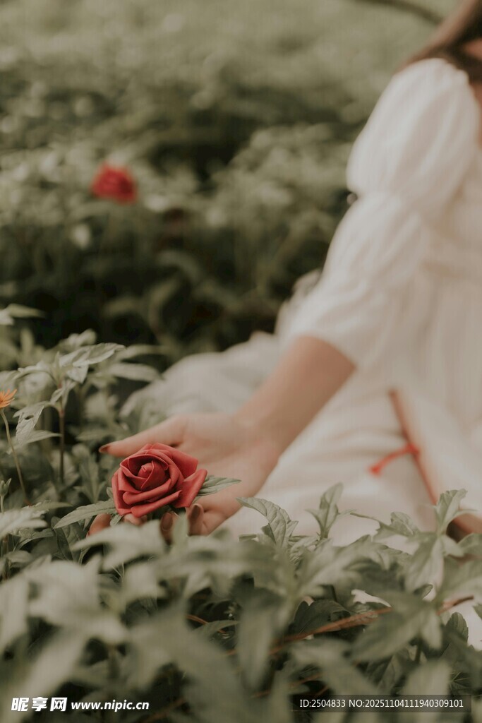 白衣女子轻触娇艳红玫瑰