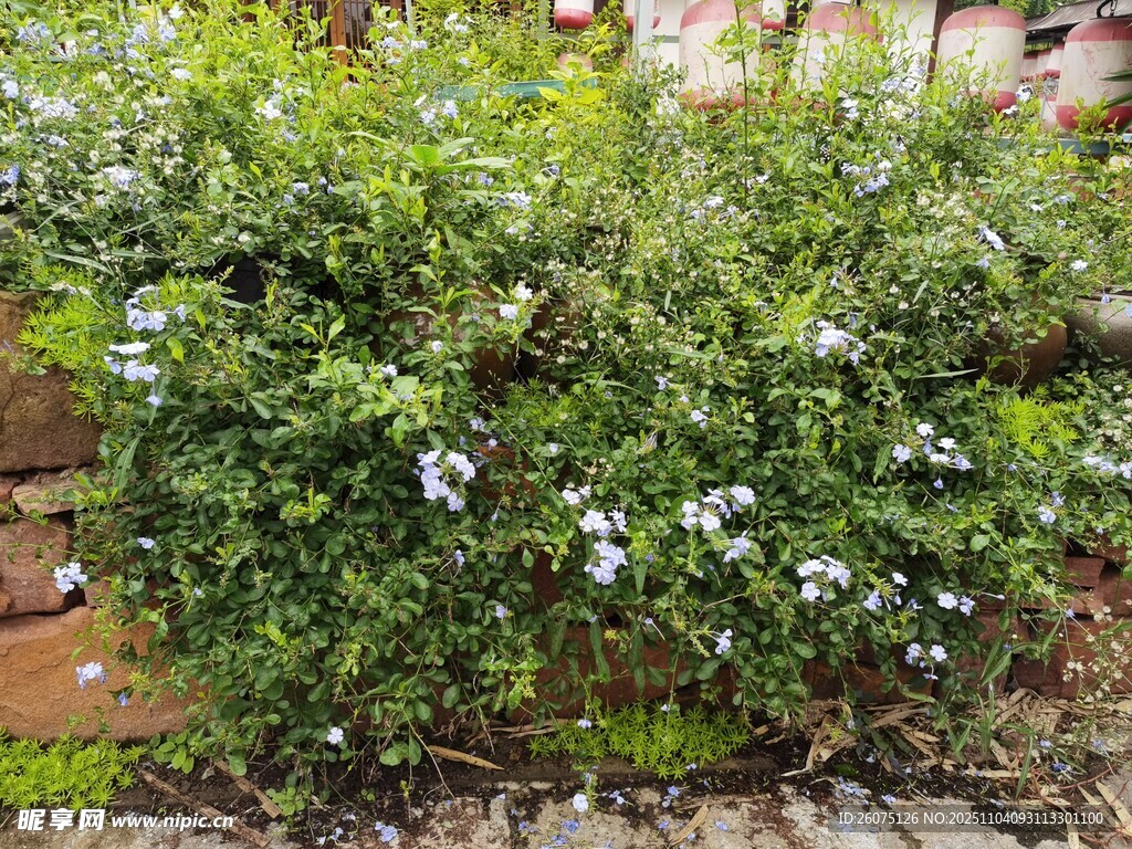 绿叶丛中的白色小花