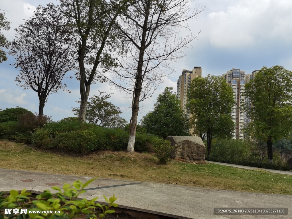 城市公园中的树木与建筑