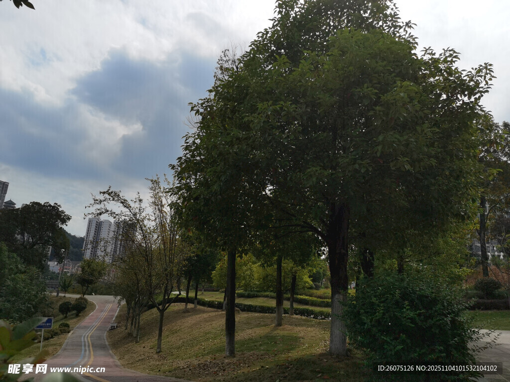 城市公园中的绿意小径