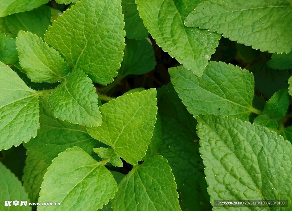 嫩绿清新的叶片特写