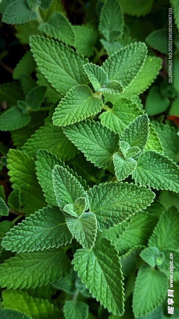 清新薄荷叶特写