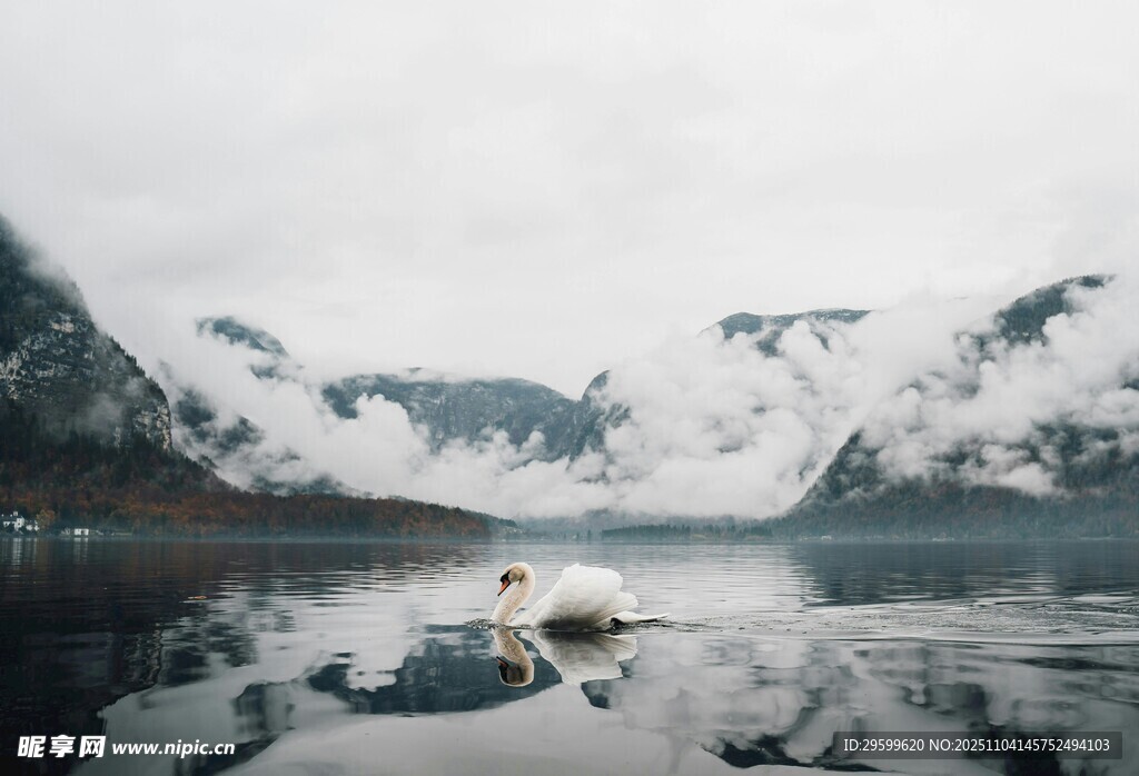 雪山湖泊中的优雅天鹅