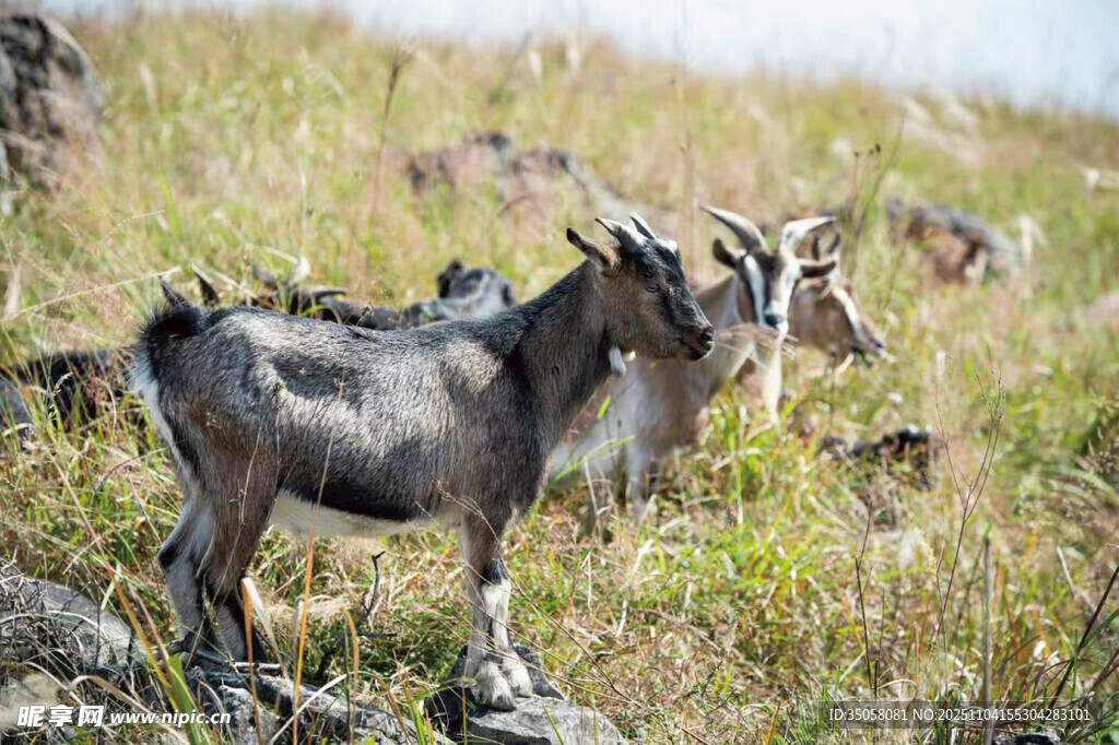 山坡上的山羊