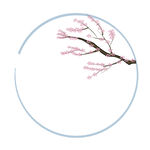 圆形框中绽放的粉色花枝