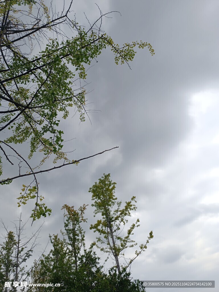 树梢上的阴沉天空