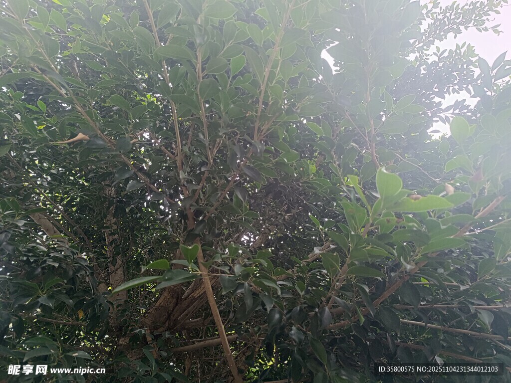 雾气弥漫的茂密丛林