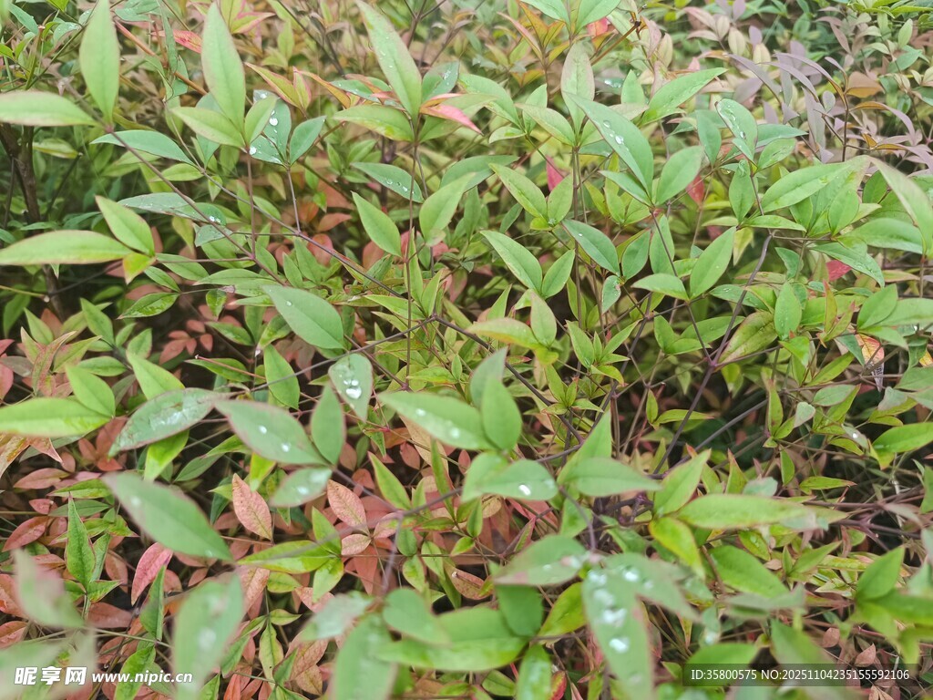 多彩叶片植物景观
