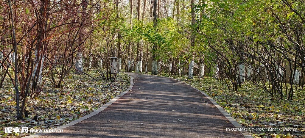 林间幽静步道春色初绽
