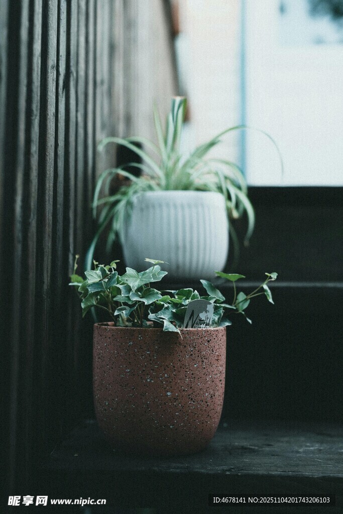 窗边绿植组合清新小景