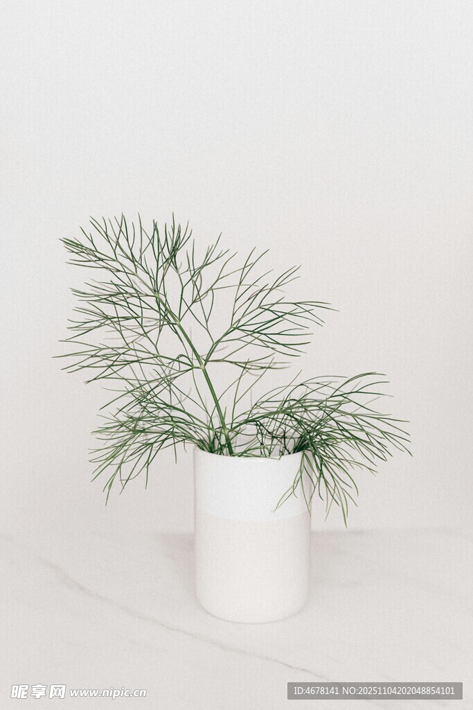 白色花盆中的清新绿植