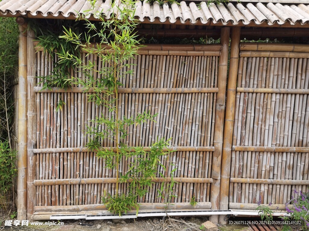 古朴竹墙藤蔓悄然生长