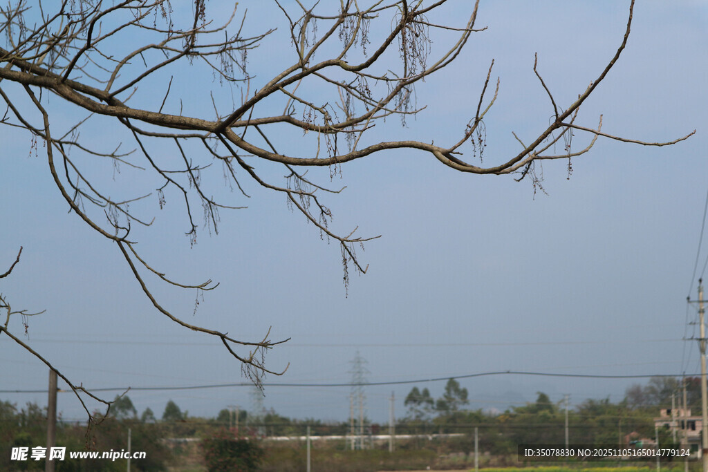 光秃树枝下的开阔景象