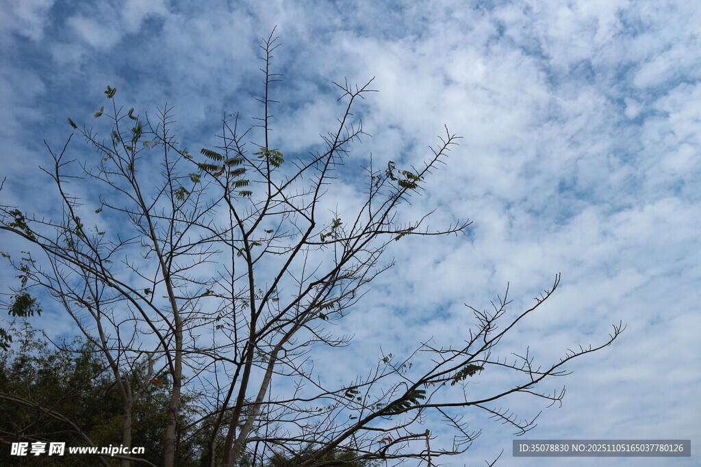 蓝天下树剪影