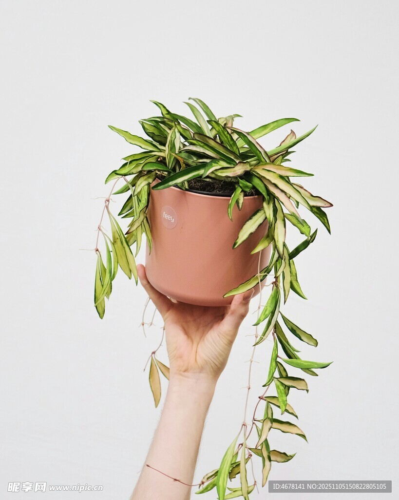 手捧垂吊绿植的清新画面