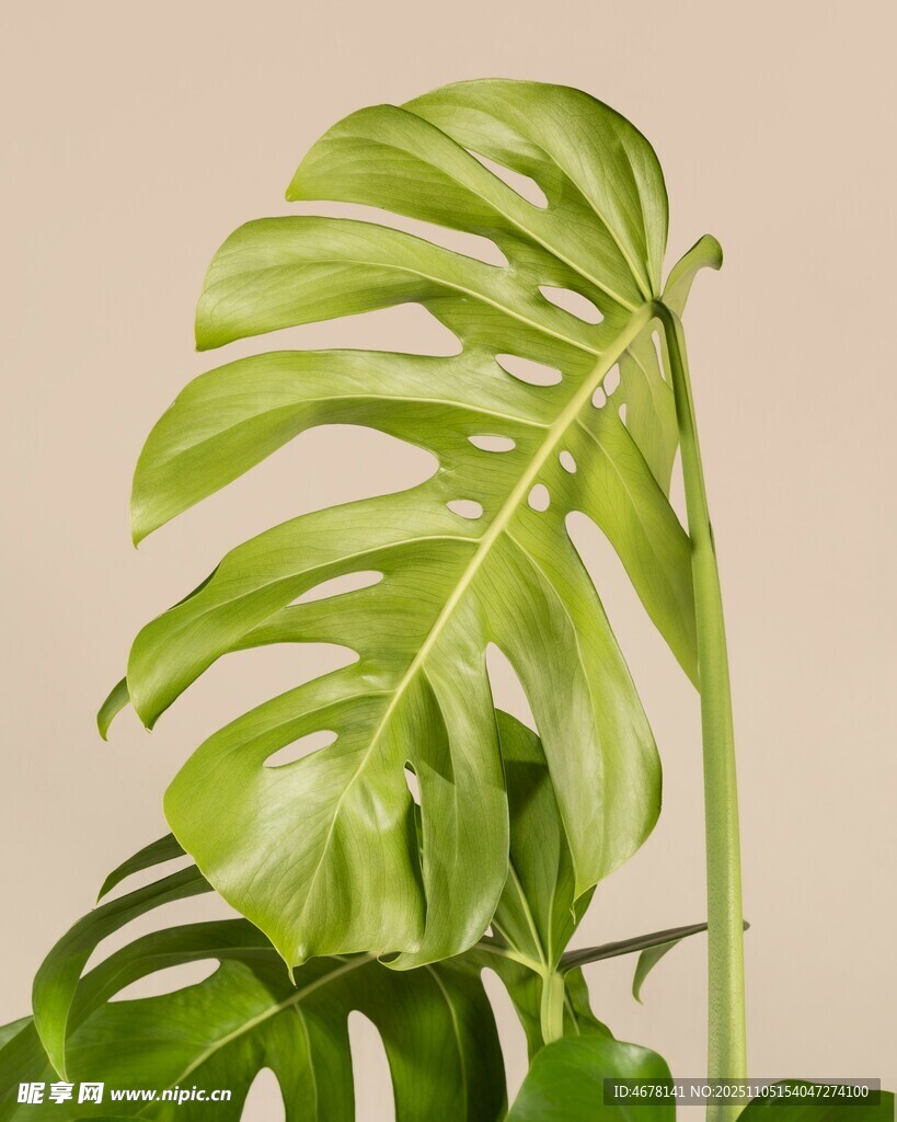 翠绿龟背竹叶特写