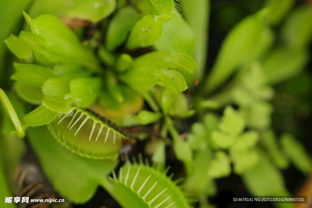 捕蝇草特写