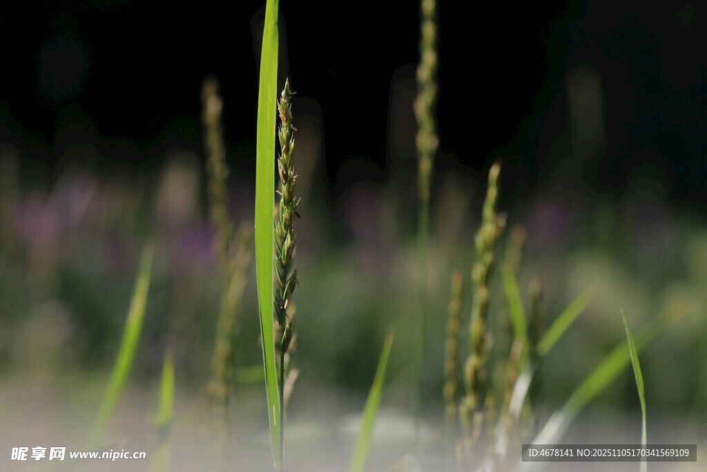 嫩绿草丛特写