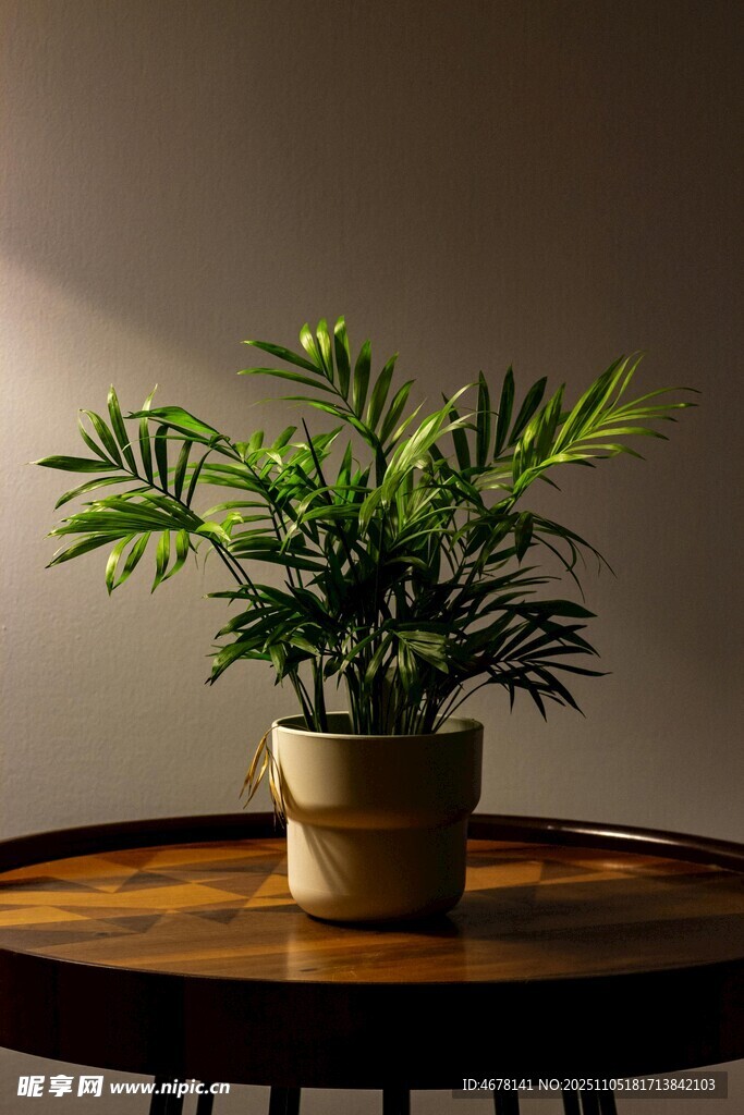 木桌上的翠绿盆栽