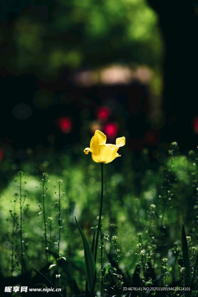 草丛中的黄色蝴蝶