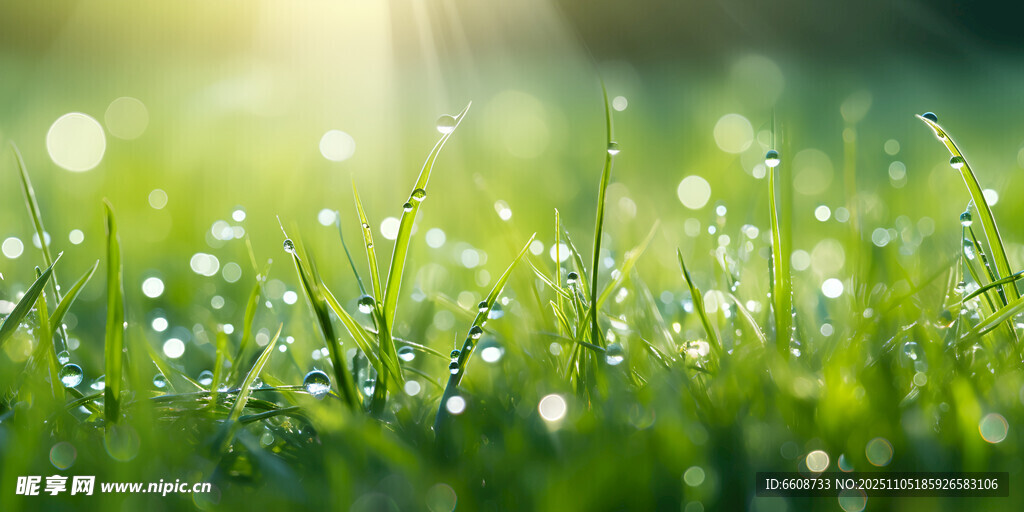 阳光下的露珠青草