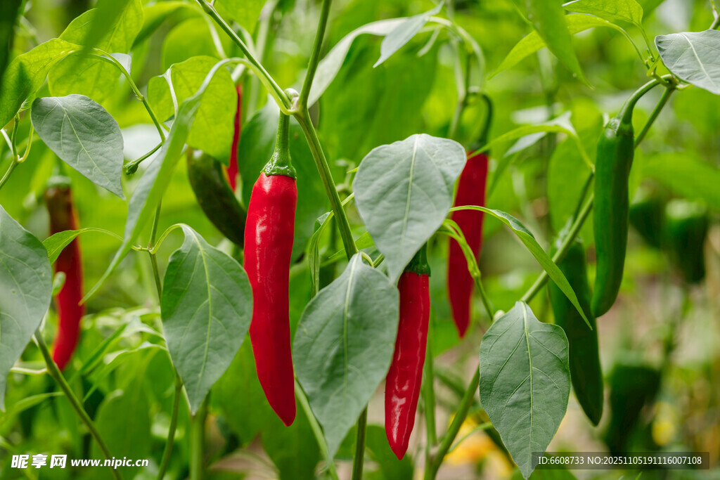红绿相间的新鲜辣椒
