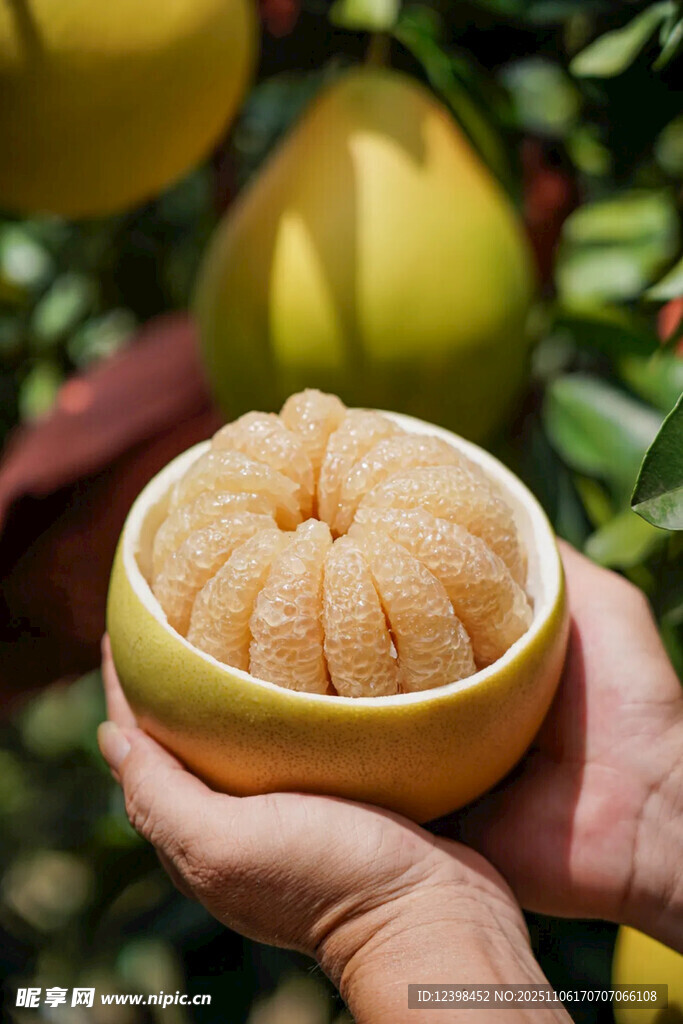 手捧剥开的香甜多汁柚子