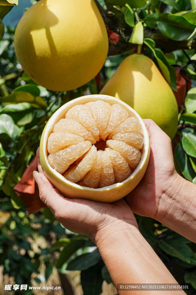 手中的新鲜剥开柚子