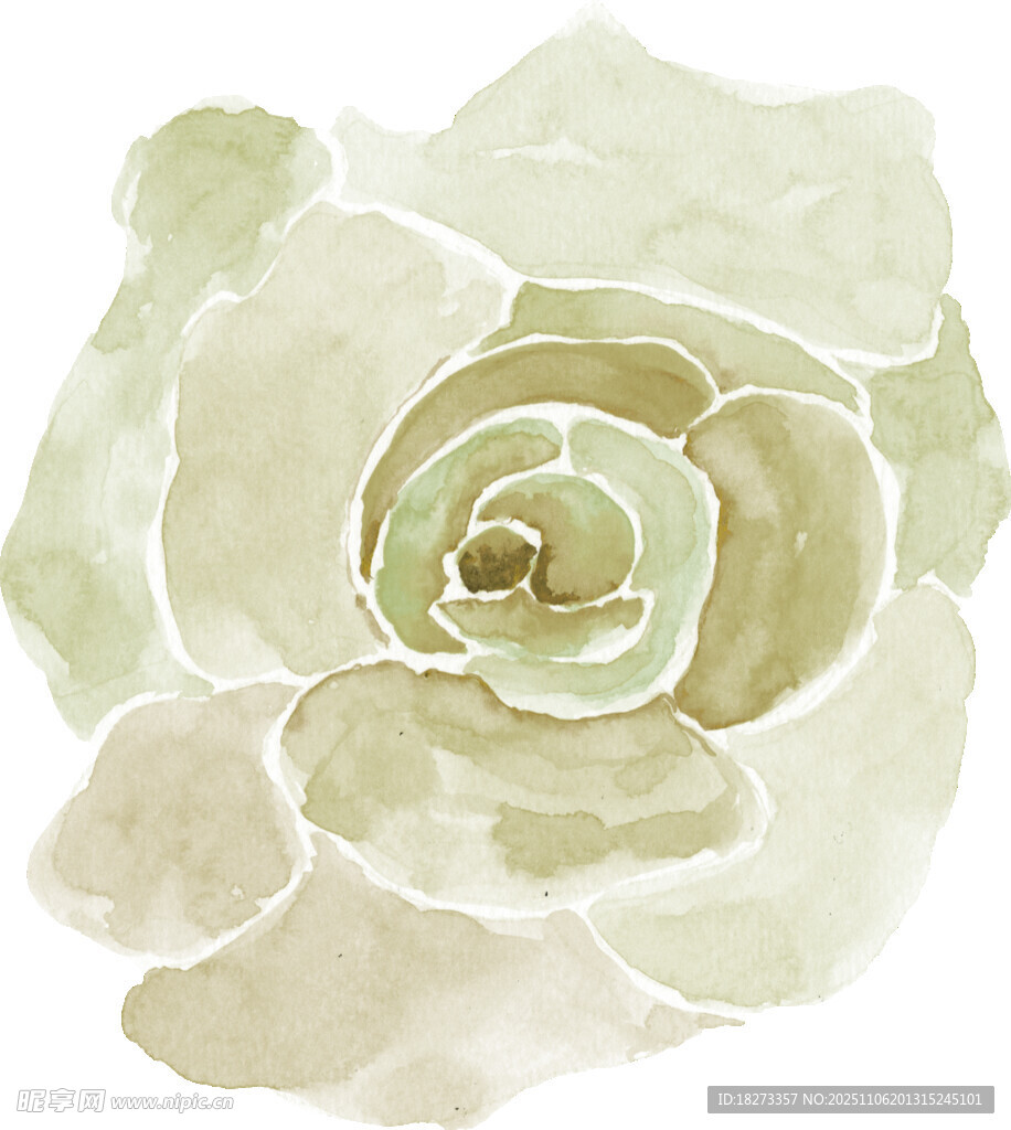 淡绿色水彩风格玫瑰花