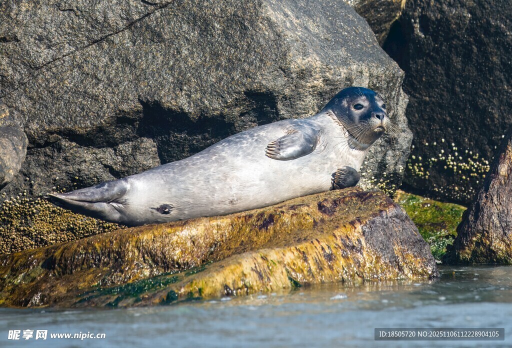 岩石上休憩的海豹