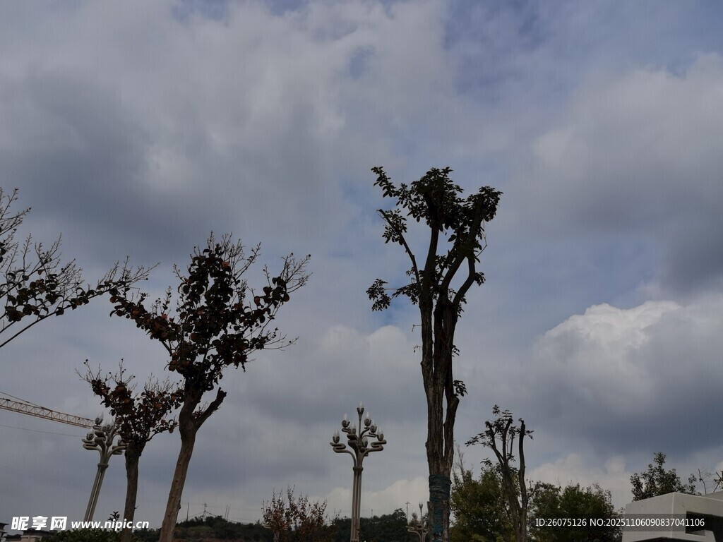 修剪后的树木与阴沉天空