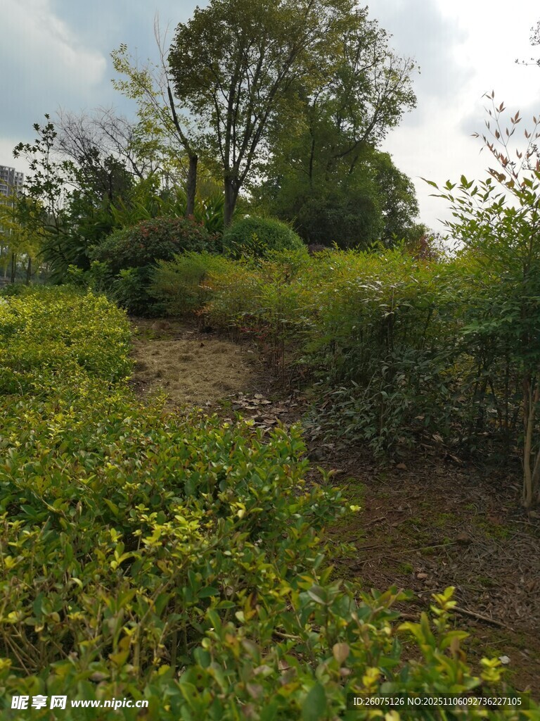 绿意盎然的自然小径