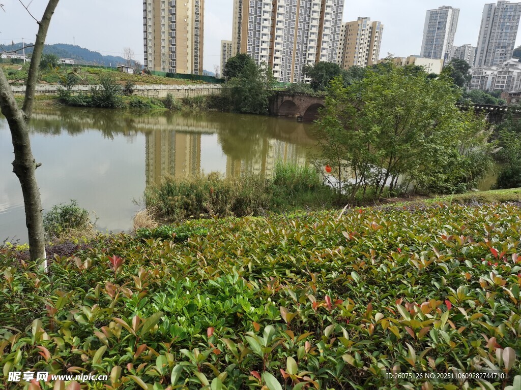 湖畔绿植与远处高楼景观