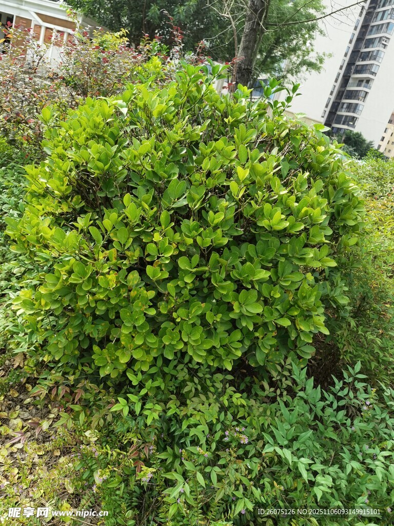 绿叶繁茂的灌木丛