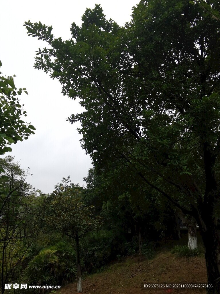 林间小道旁的葱郁树木