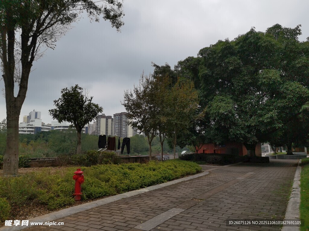 宁静林荫路旁的景致