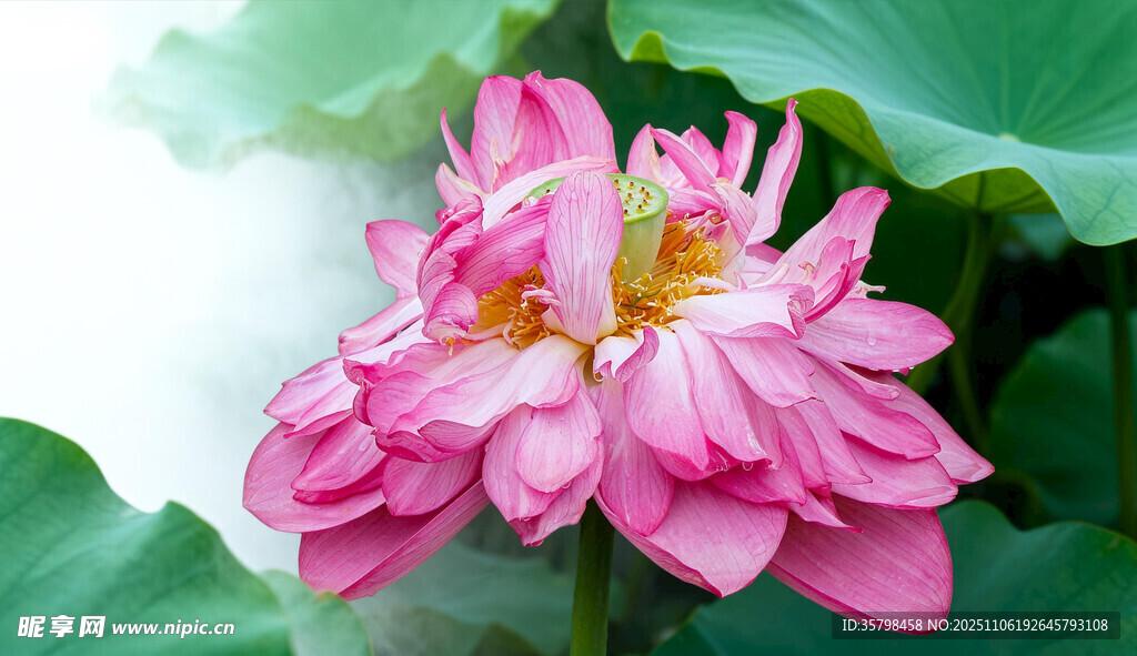 娇艳粉色荷花绽放