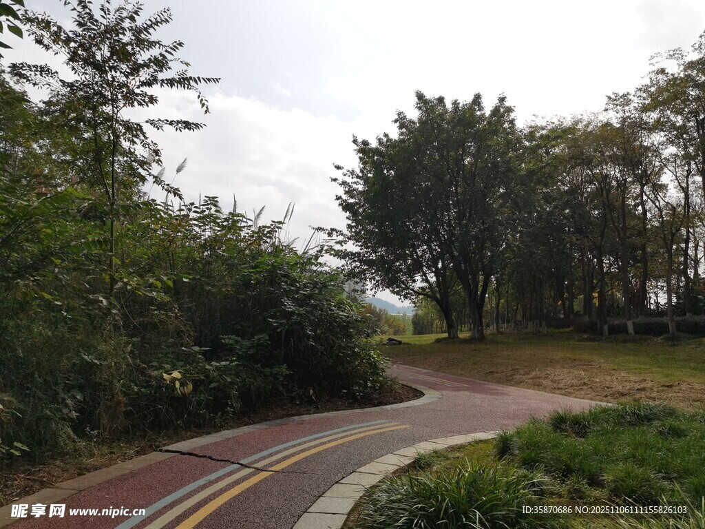 蜿蜒林间小路风景