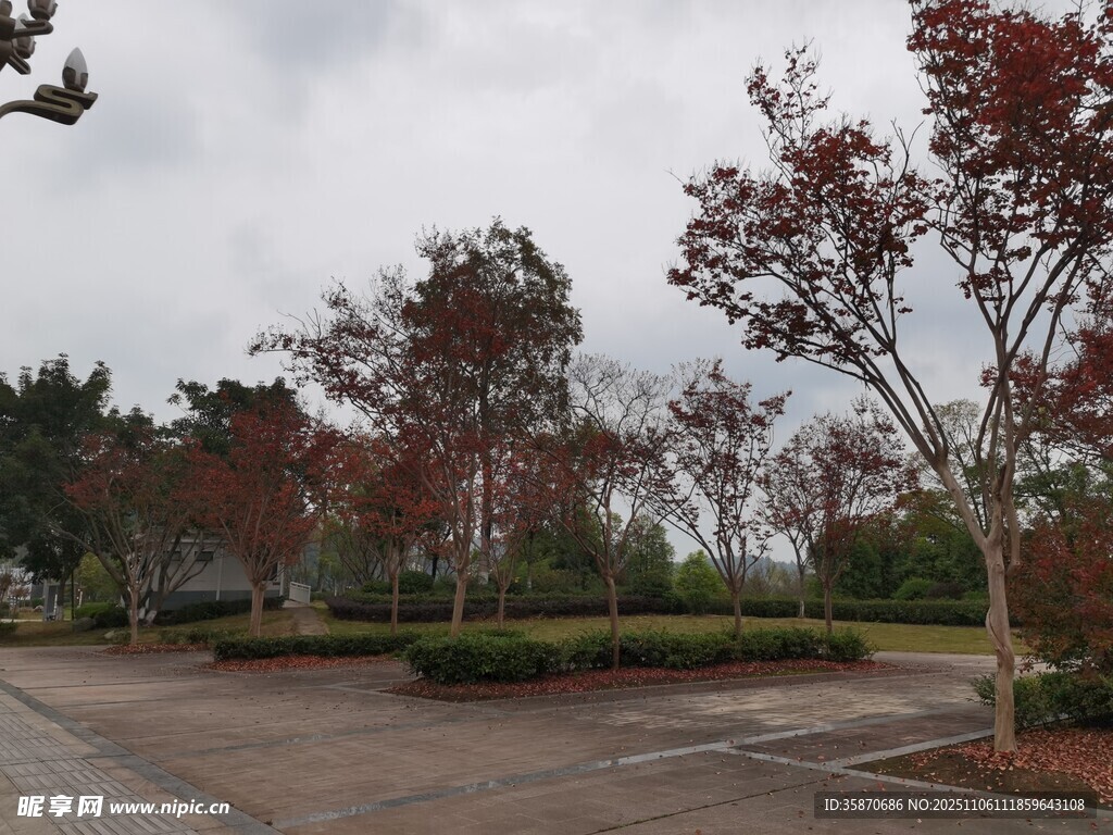 停车场边的多彩树木景观